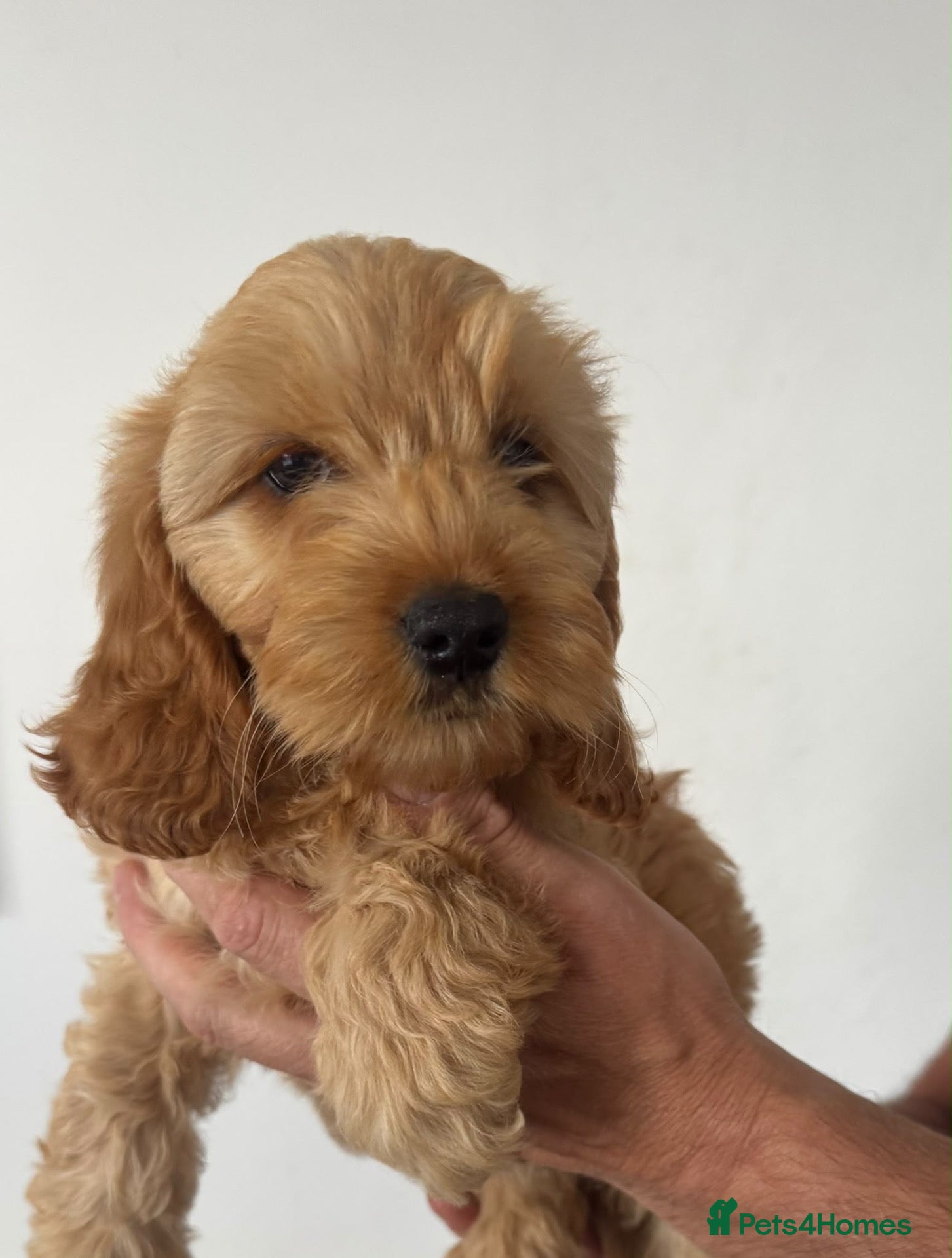 Cockapoo dogs Gorgeous Cockapoo Puppies  - Advert 2