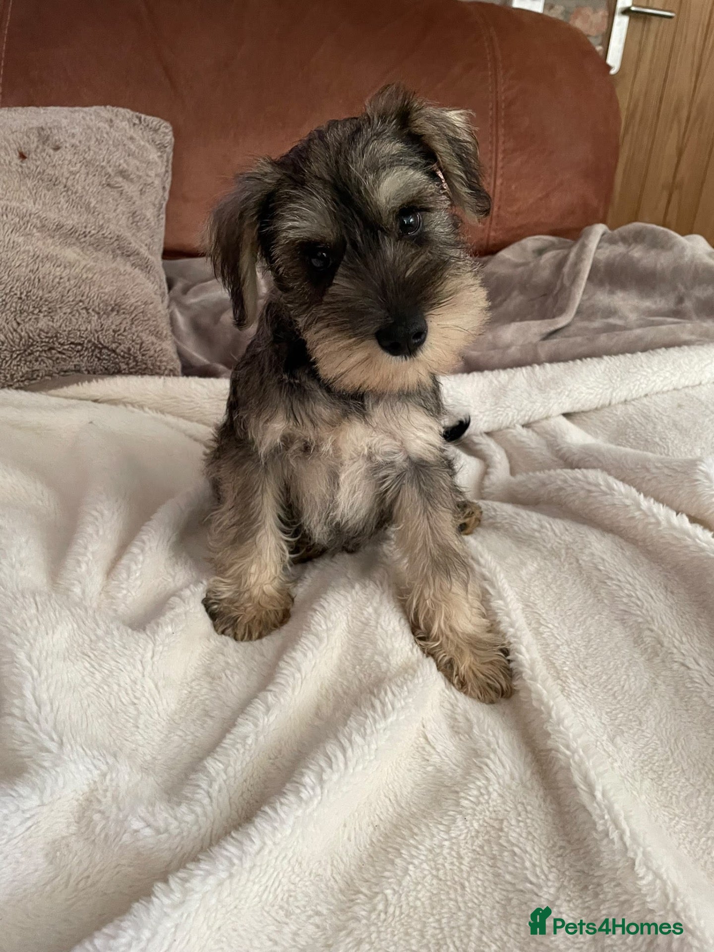 Miniature Schnauzer dogs for sale: pedigree miniature schnauzer boy  - Advert 16