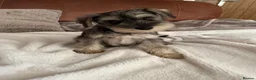 Miniature Schnauzer dogs for sale: pedigree miniature schnauzer boy  - Advert 1