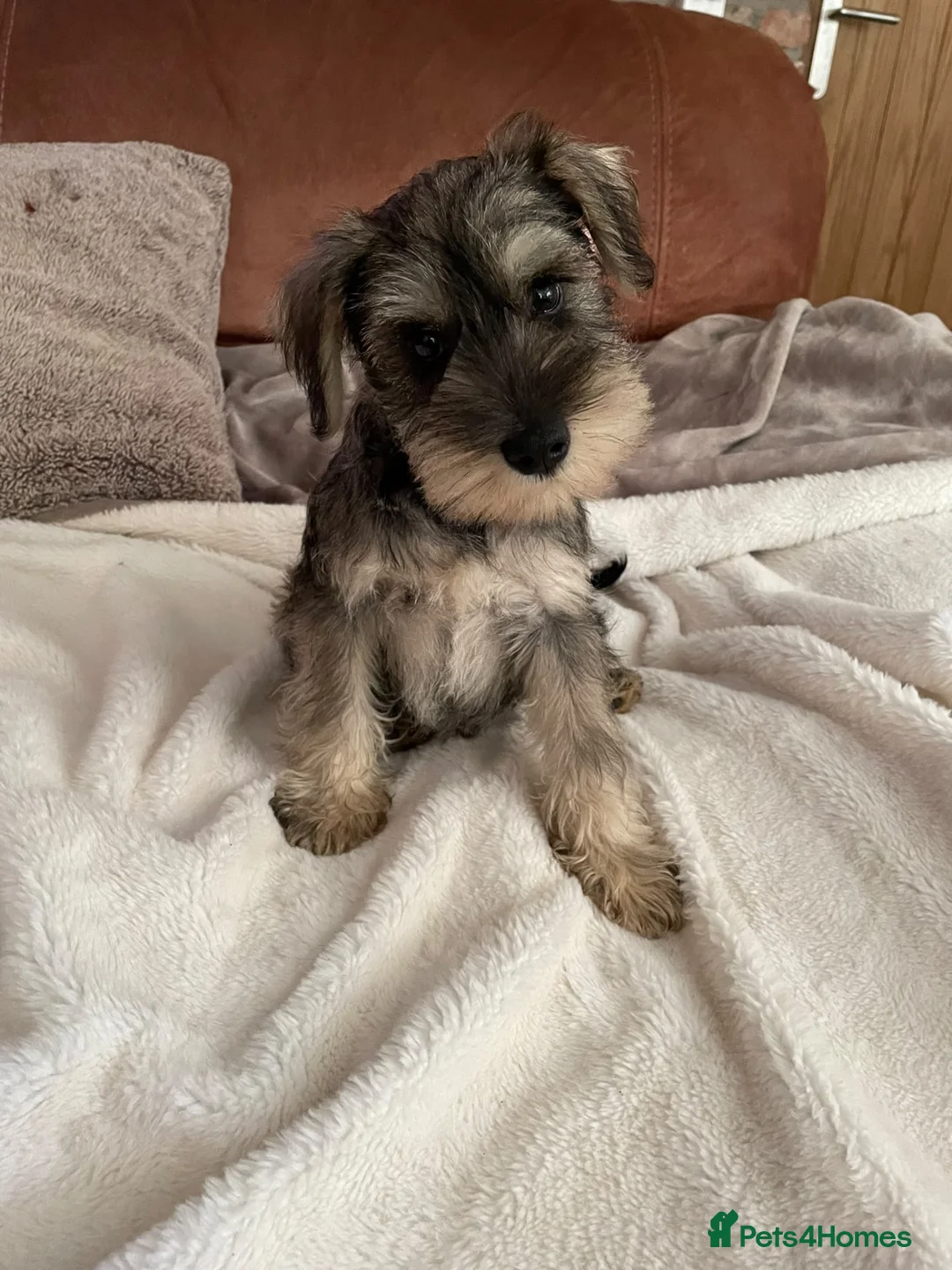 Miniature Schnauzer dogs for sale: pedigree miniature schnauzer boy  - Advert 1