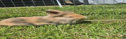 Mixed Breed rabbits for sale: Fluffy lionhead cross rabbits in Telford - Advert 3