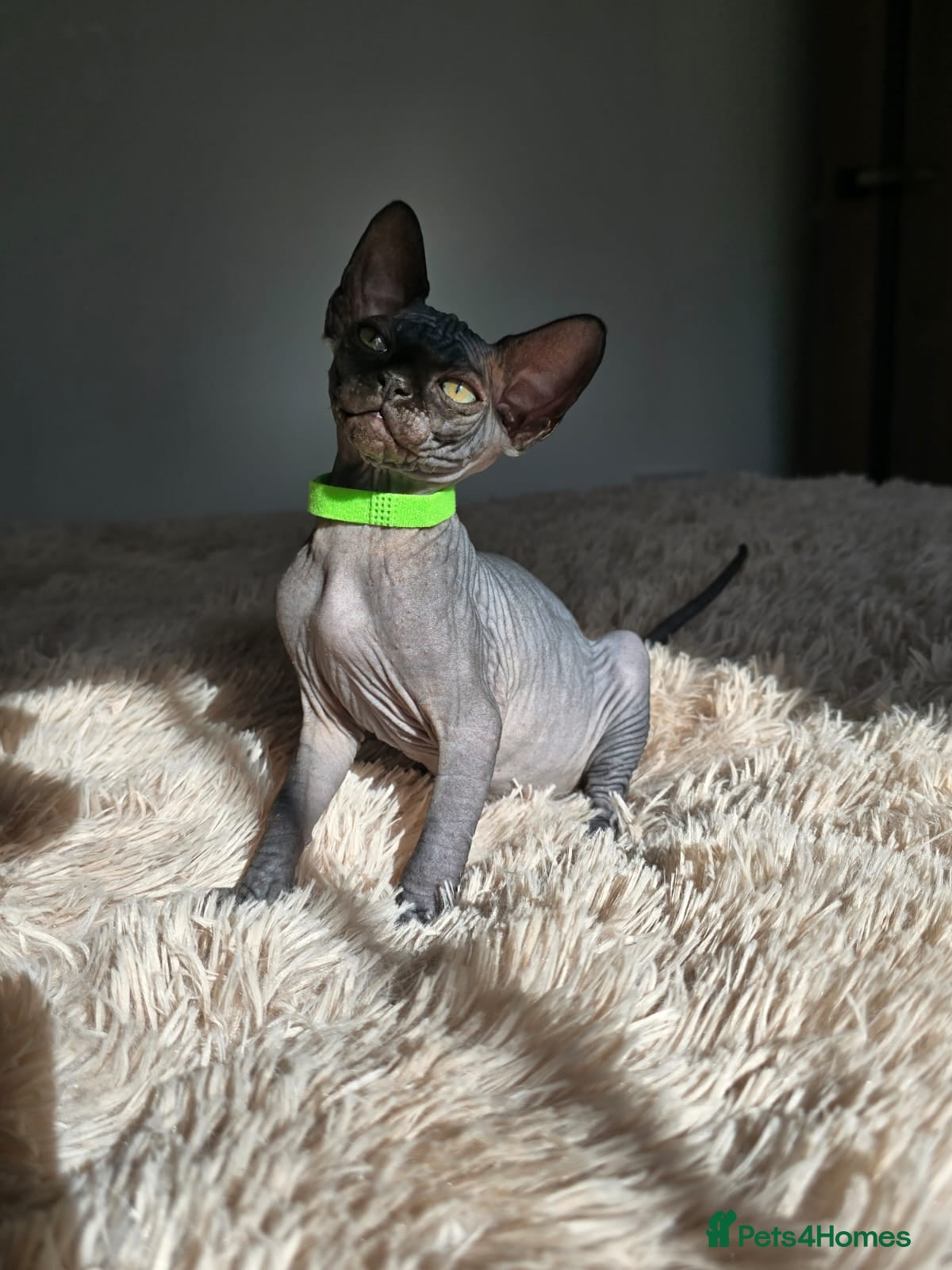 Sphynx cats Fully vaccinated health checked kittens  - Advert 1