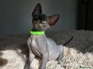 Sphynx cats Fully vaccinated health checked kittens - Advert 1