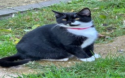 Mixed Breed cats for sale: Female black and white cat - Image 3