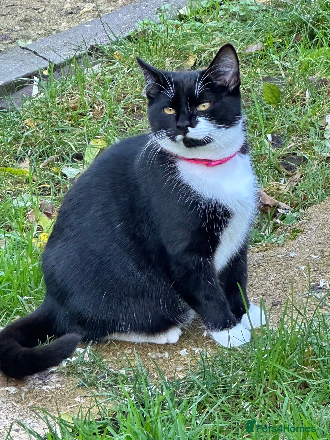 Mixed Breed cats for sale: Female black and white cat - Image 3