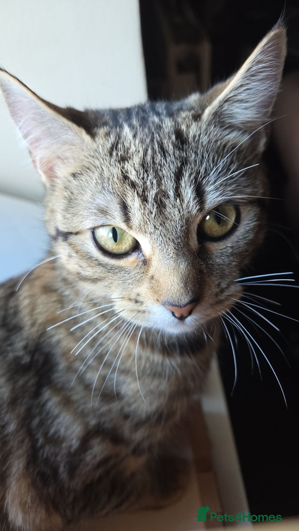 Mixed Breed cats Beautiful kittens to be homed  - Advert 4