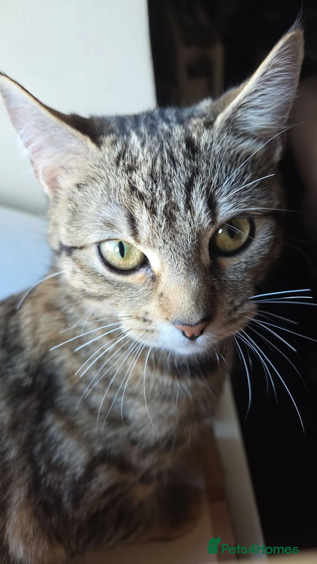 Mixed Breed cats for sale: Beautiful kittens to be homed  in Blackburn - Advert 1