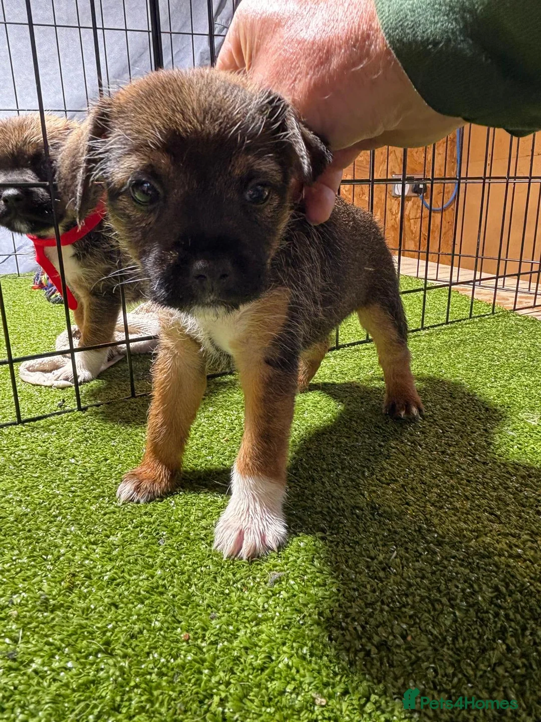 Mixed Breed dogs for sale: Border Lakeland Puppies in Wakefield - Advert 2