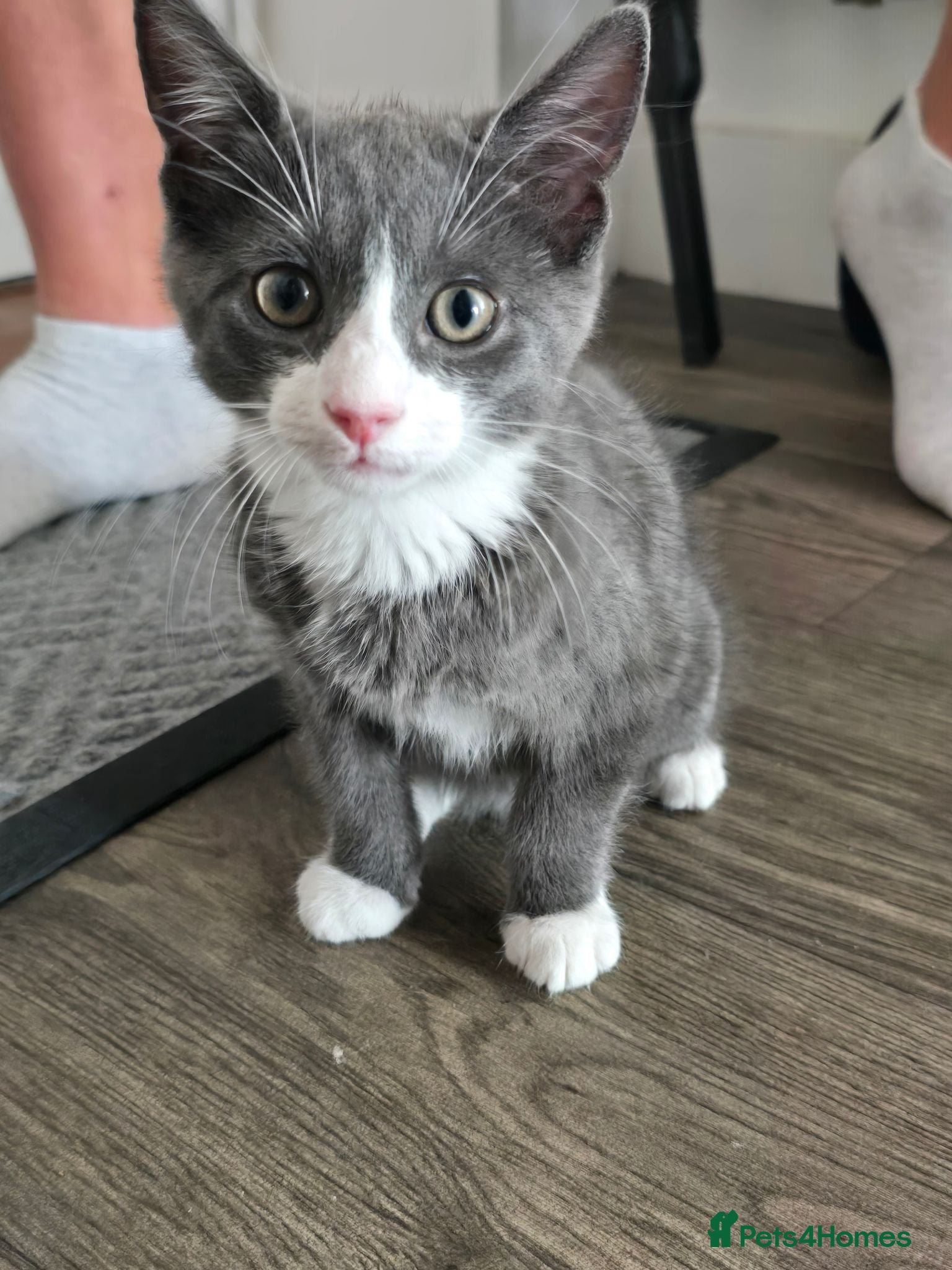Mixed Breed cats Kittens 1m, 2f ready now - Advert 12