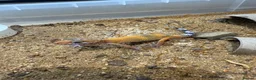 Leopard Gecko reptiles for sale: Leopard geckos - Advert 10