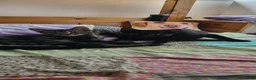 British Shorthair cats for sale: Fun loving BSH black tabby kitten - Advert 2