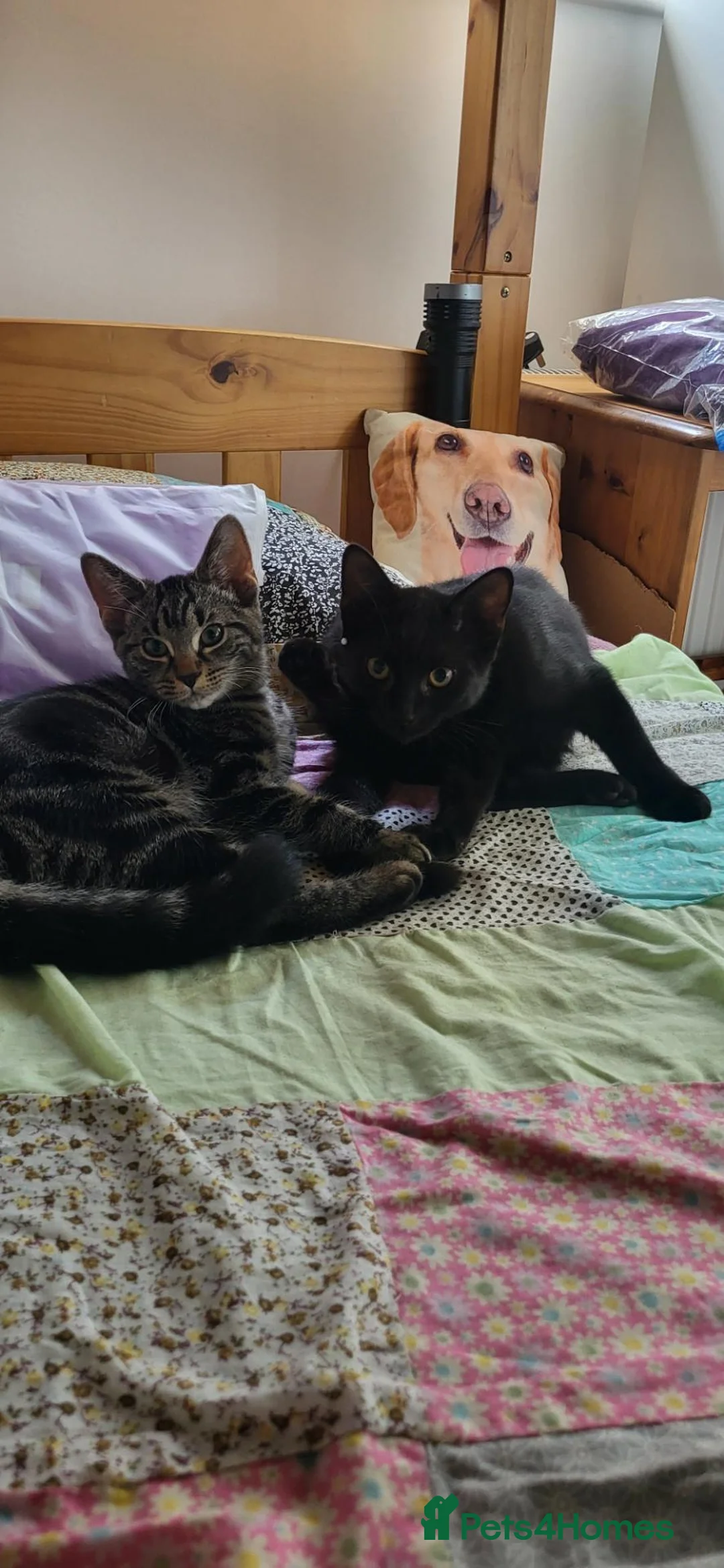 British Shorthair cats for sale: Fun loving BSH black tabby kitten - Advert 2