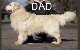 Golden Retriever dogs for sale: Outstanding Golden Retriever Puppies  - Image 5