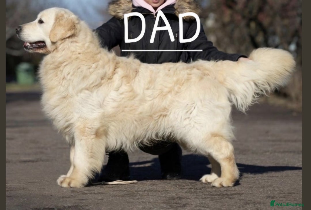 Golden Retriever dogs for sale: Outstanding Golden Retriever Puppies  - Image 5