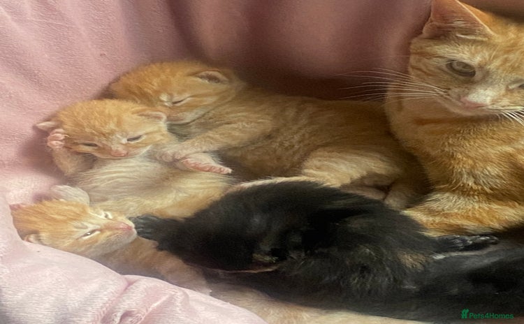 Mixed Breed cats - Advert 11