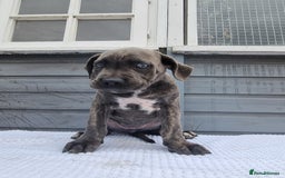 Cane Corso dogs for sale: Italian cane corso puppies  - Image 11