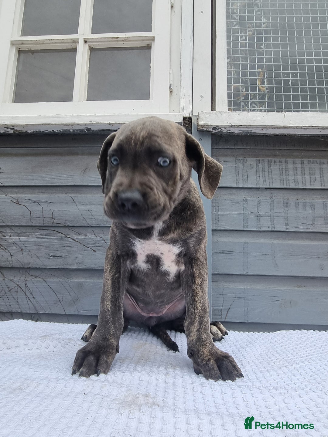 Cane Corso dogs for sale: Italian cane corso puppies  - Image 11