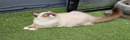 Ragdoll cats for sale: GCCF Registered Ragdoll Kittens  - Advert 10