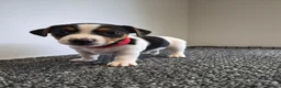 Jack Russell dogs for sale: Pure Jack russell puppies  in York - Advert 24