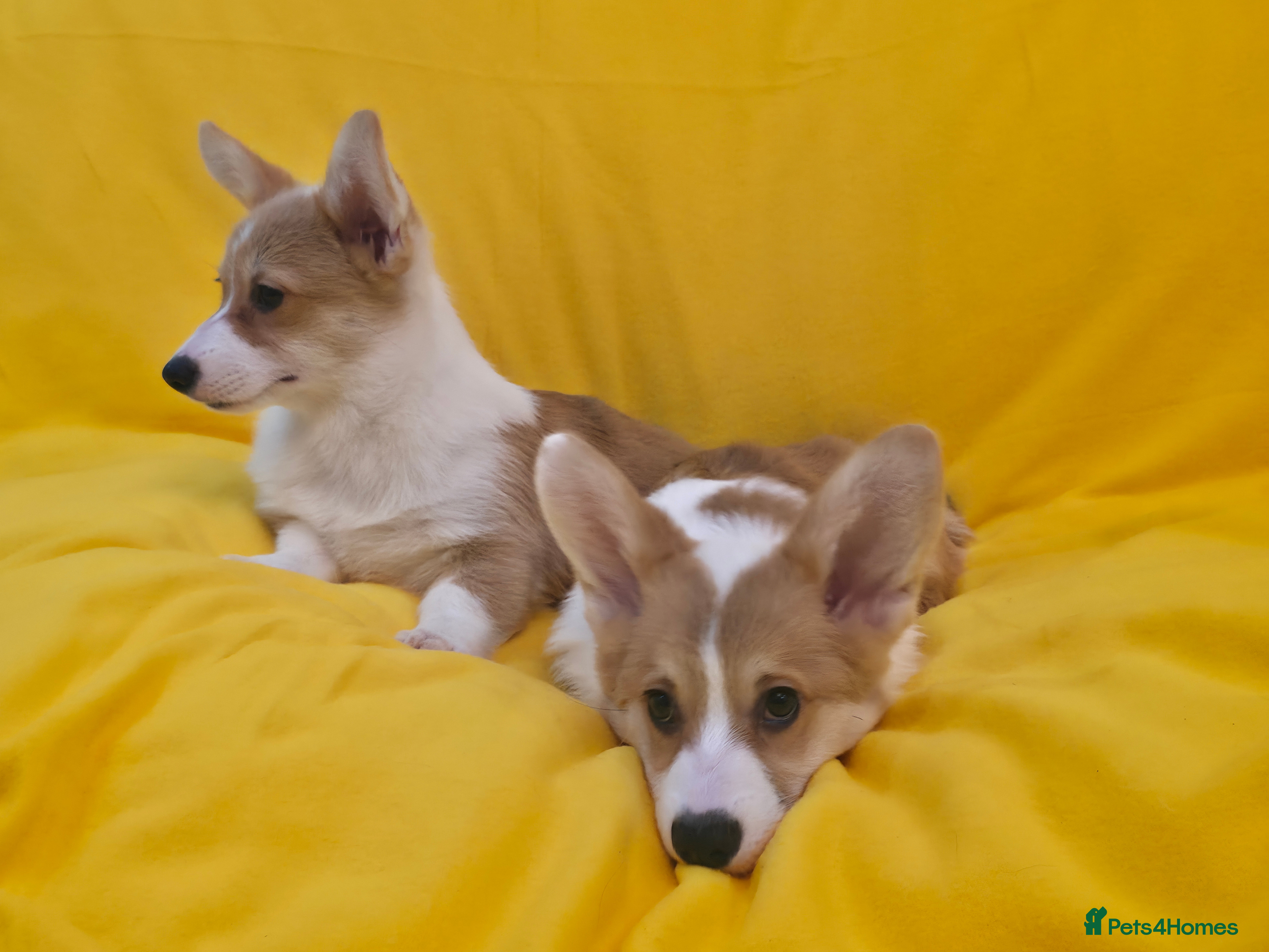 Welsh Corgi Pembroke dogs 33rd Gen KC Pembroke Corgi Pups - Advert 1