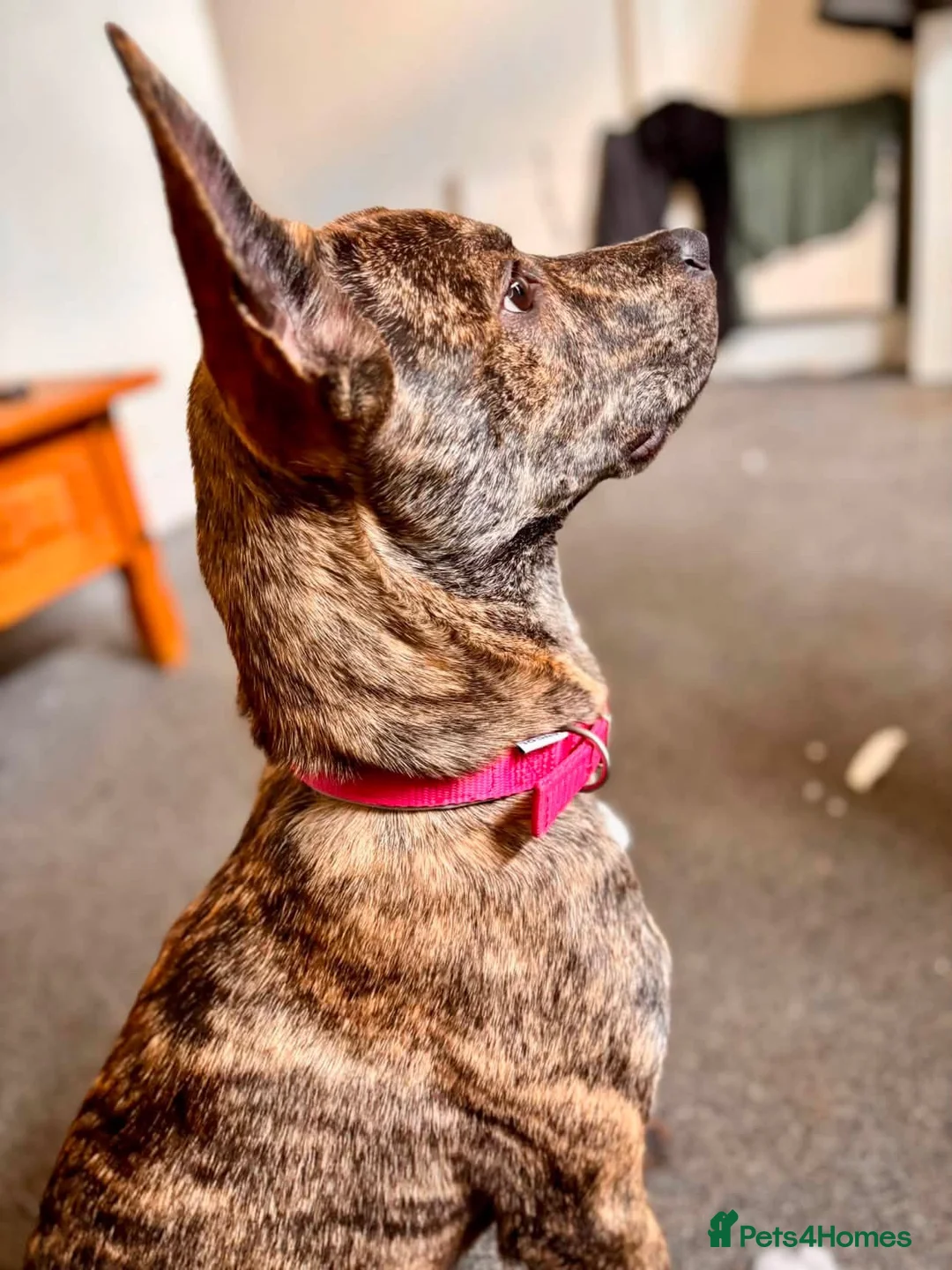 Mixed Breed dogs for sale: Rosie  in Hartlepool - Advert 8