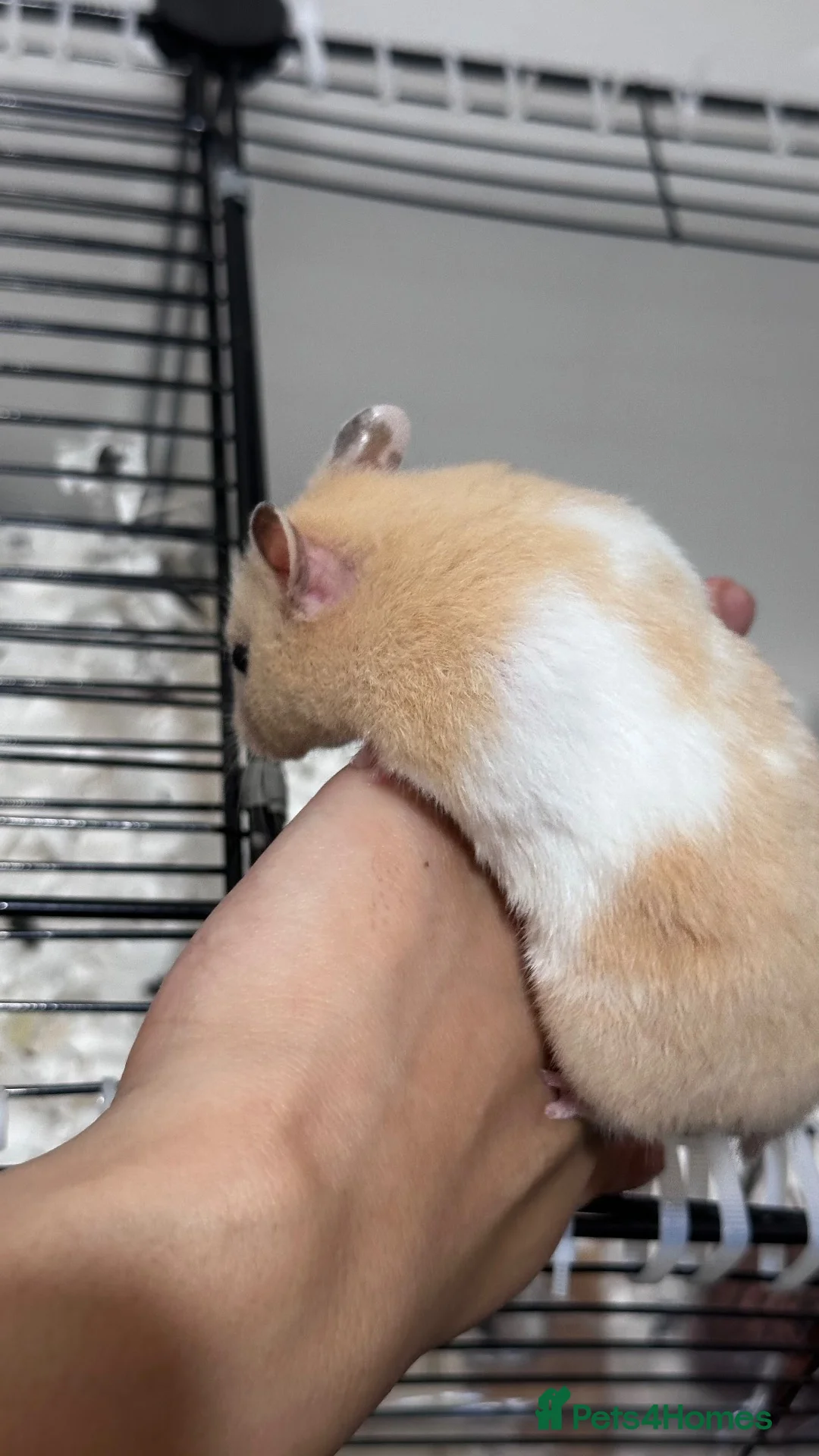 Hamster rodents for sale: 🐹 Beautiful, Fluffy Syrian Hamster Needs home - Advert 2