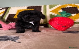 Cavapoo dogs for sale: stunning Cavapoos  - Image 5