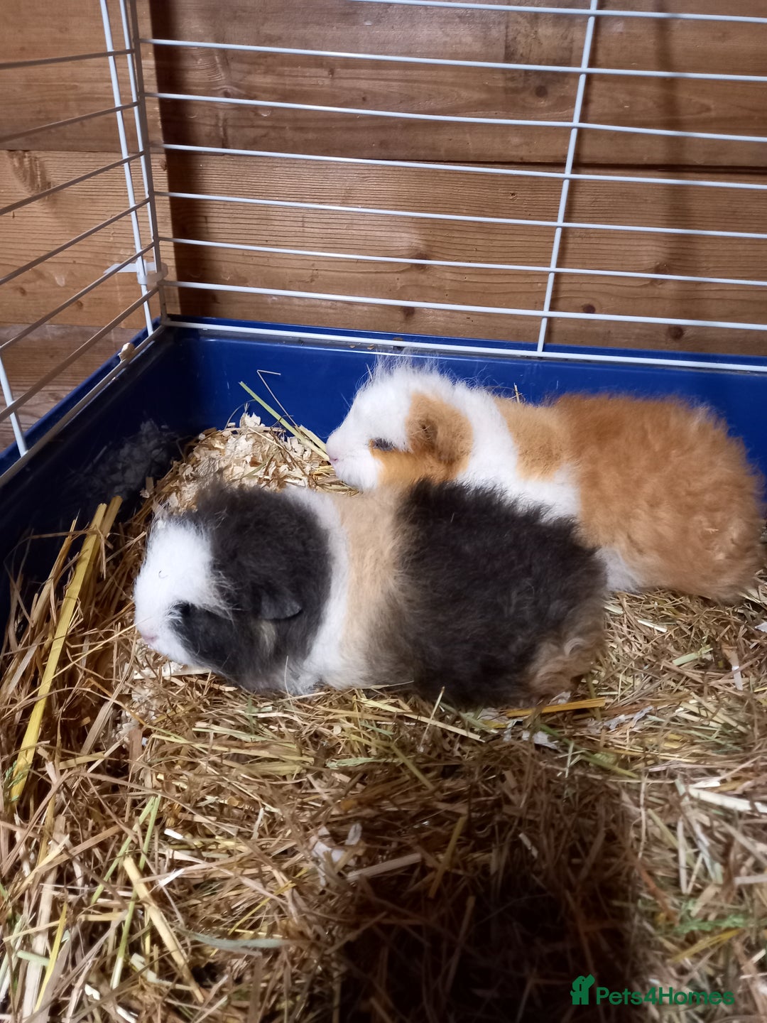 Guinea Pig rodents for sale: Swiss baby guinea-pigs  - Advert 10