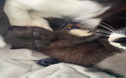 Mixed Breed cats for sale: Mixed , British short hair - Image 1