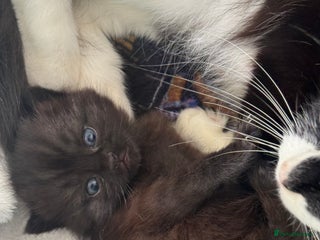 Mixed Breed cats - Advert 8