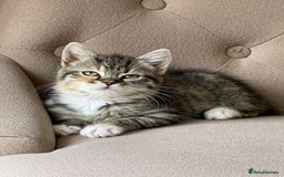 Mixed Breed cats for sale: Adorable Longhair Kittens-ready for a new home - Image 6