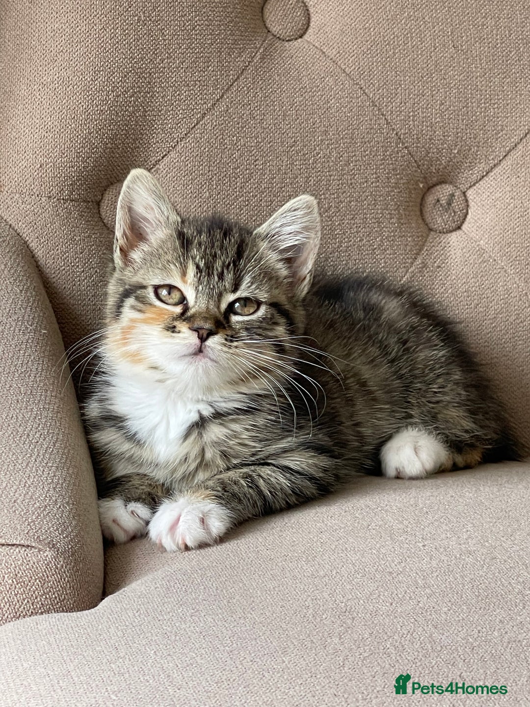 Mixed Breed cats for sale: Adorable Longhair Kittens-ready for a new home - Image 6