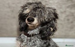 Australian Labradoodle dogs for sale: Adorable Miniature Australian Labradoodle Puppies - Image 4