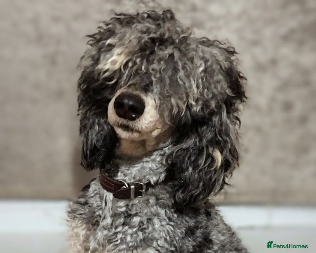 Australian Labradoodle dogs for sale: Adorable Miniature Australian Labradoodle Puppies - Image 4
