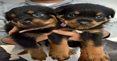 Rottweiler dogs - Advert 3