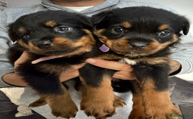 Rottweiler dogs - Advert 2