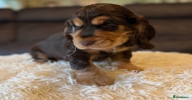 Cocker Spaniel dogs - Advert 5