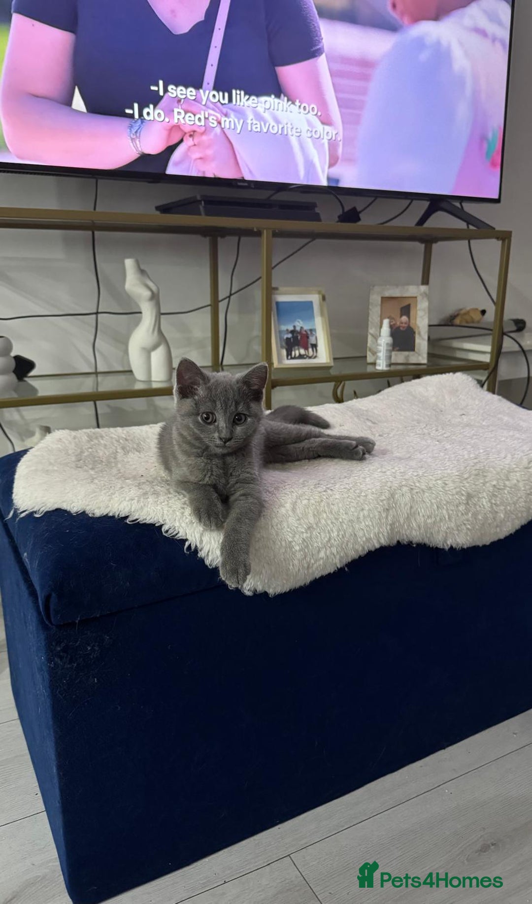 Scottish Fold cats for sale: Last  Girl left 😻😻 in Dewsbury - Image 1