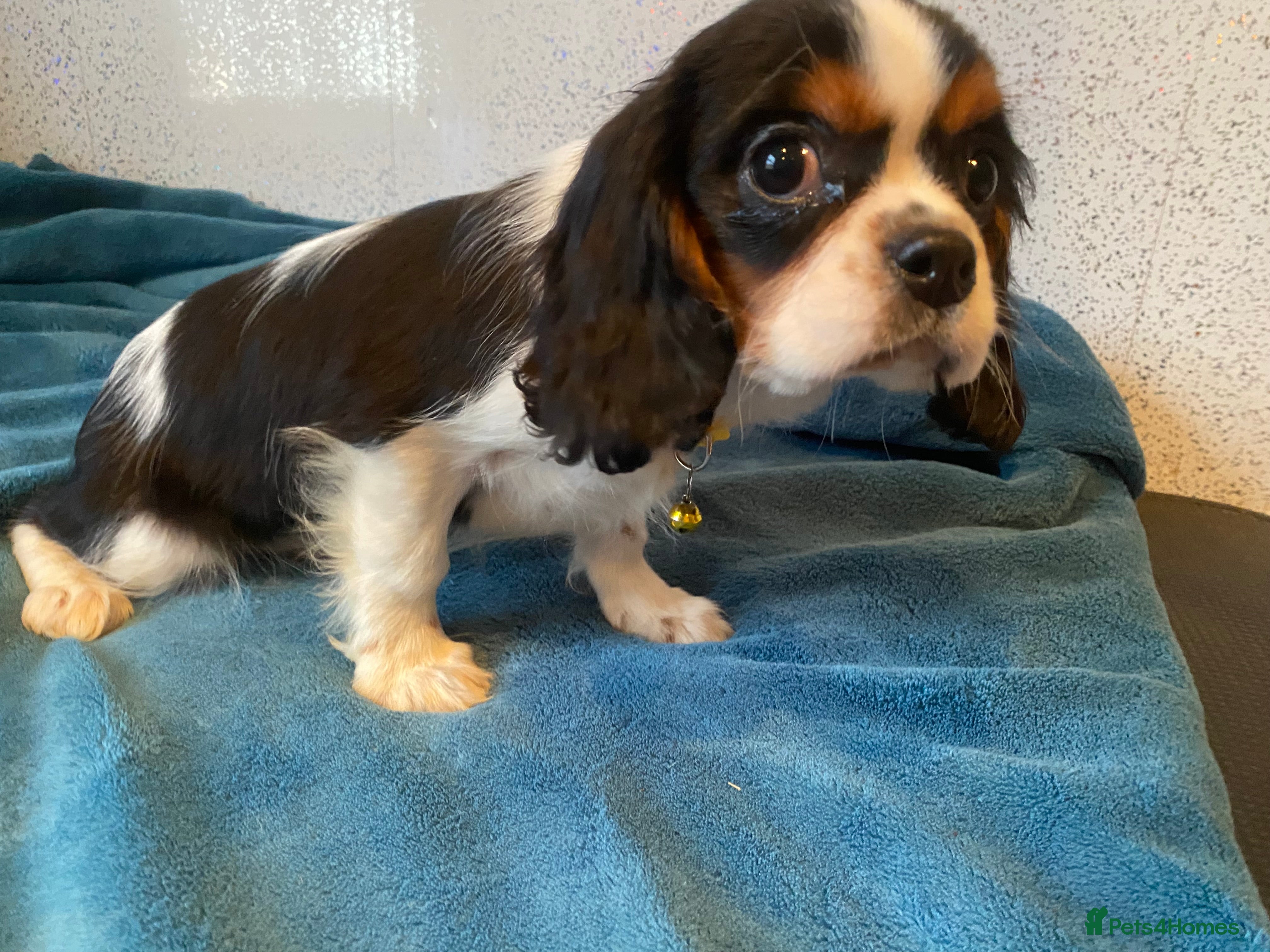 Cavalier King Charles Spaniel dogs Cavalier King Charles spaniel  - Advert 2