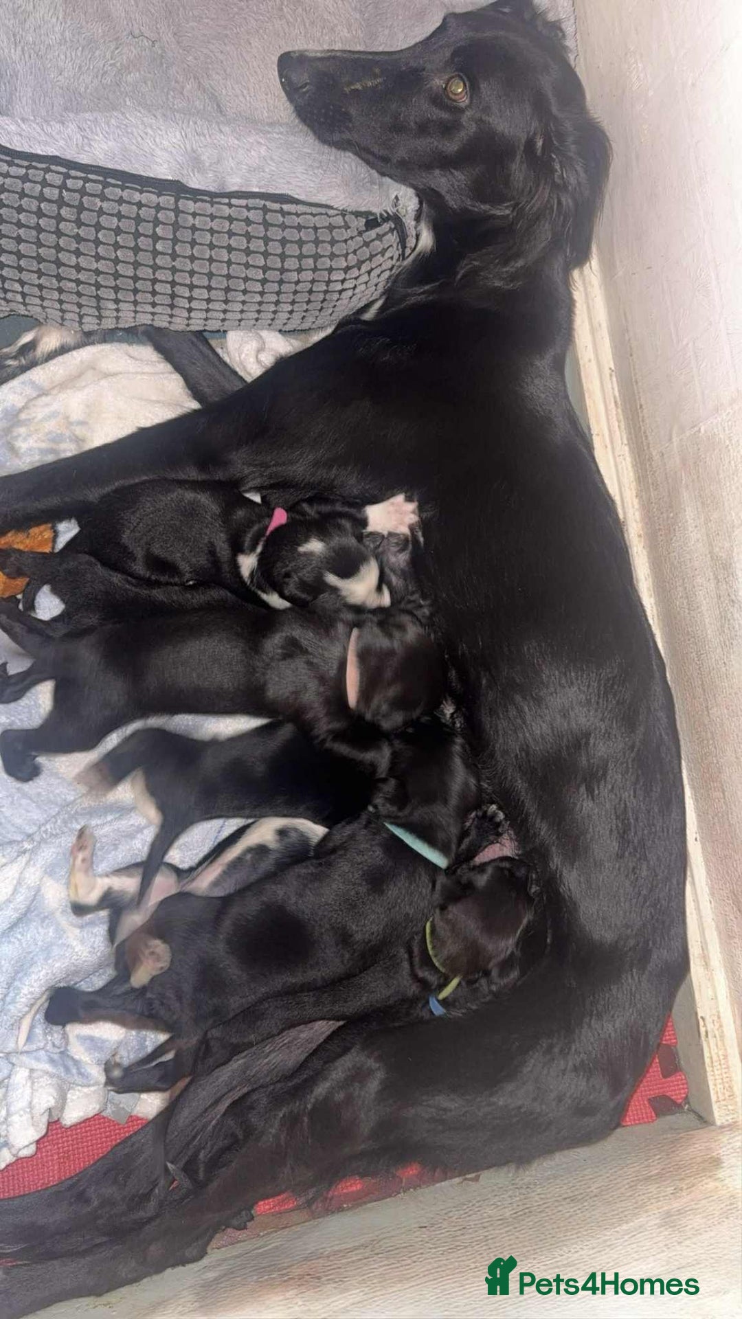 Lurcher dogs for sale: Saluki collie bull grey - Image 9