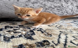 Mixed Breed cats for sale: 4 Beautiful Kittens for Sale - Image 3