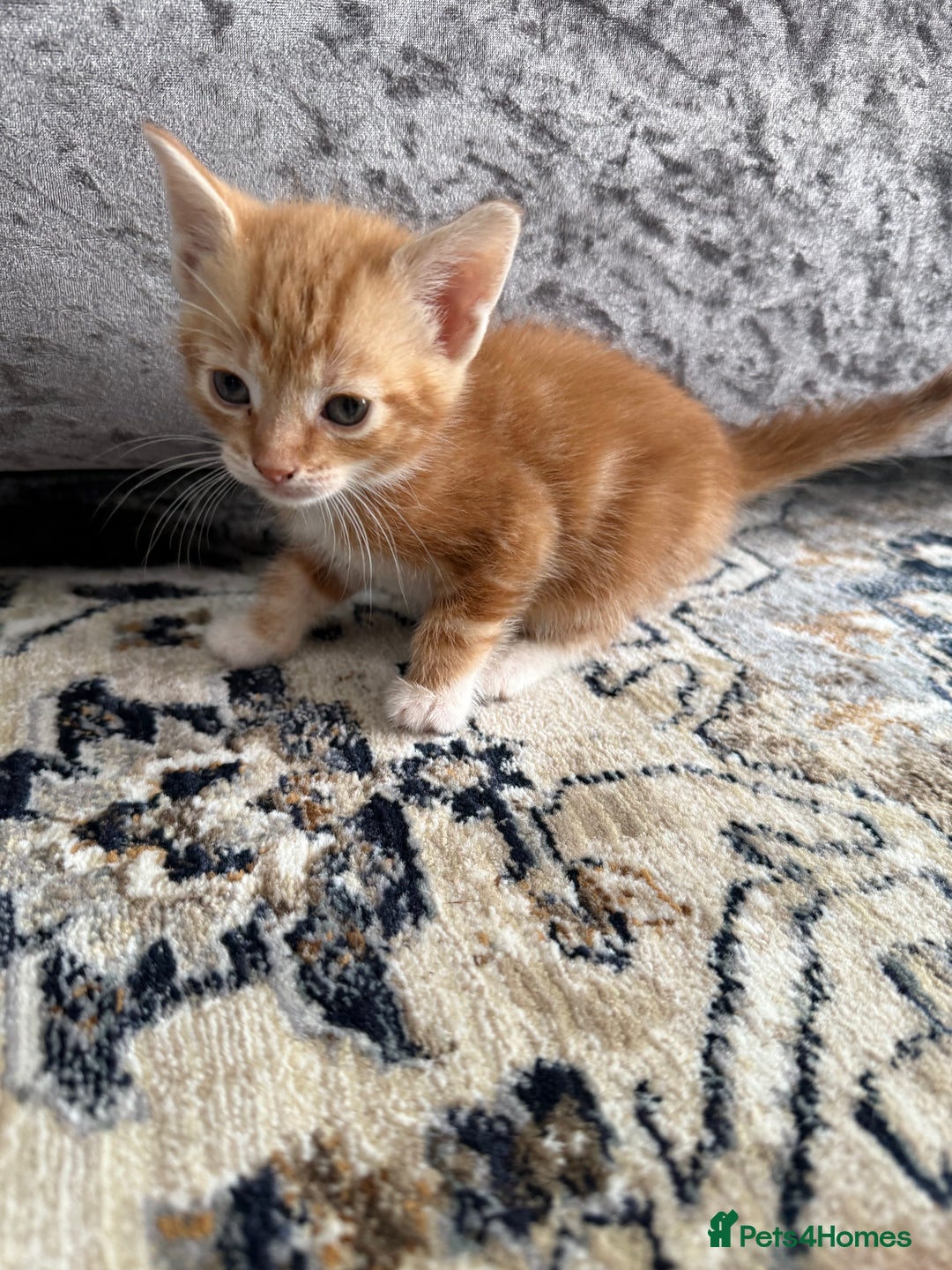 Mixed Breed cats for sale: 4 Beautiful Kittens for Sale - Image 3
