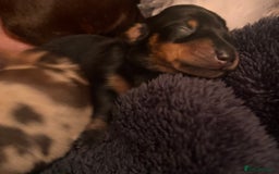 Miniature Dachshund dogs for sale: 🐾 miniature Dachshund females for sale🐾 - Image 17