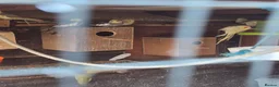 Mixed Breed birds for sale: Birds  - Advert 14