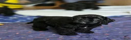 American Cocker Spaniel dogs for sale: American cocker spaniels puppies - Advert 8