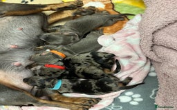 Dachshund dogs for sale: Dachshunds puppies  - Image 3