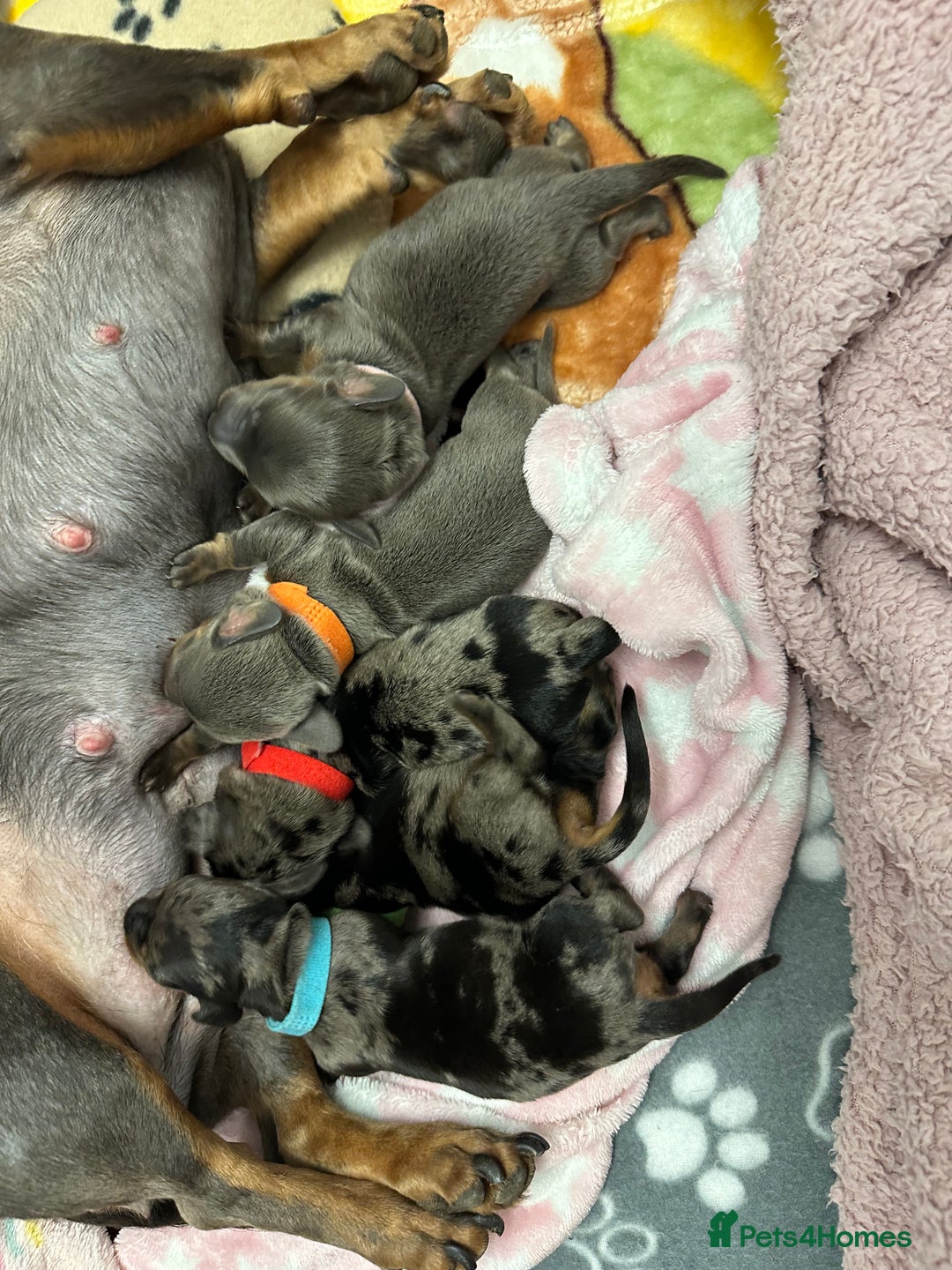 Dachshund dogs for sale: Dachshunds puppies  - Image 3