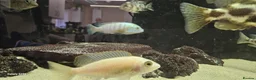 Other/Mixed Breed fish for sale: Assortment of fish  - Advert 5