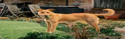 Mixed Breed dogs for adoption: Beautiful Brandy - Advert 9