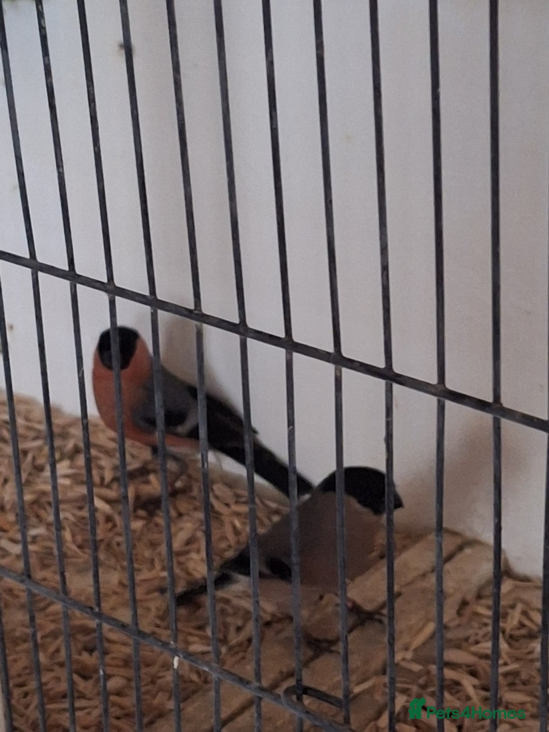 Canaries birds for sale: Birds for sale - Advert 6